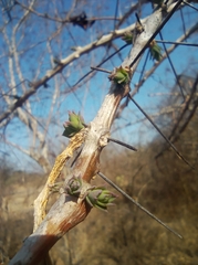 Pereskiopsis blakeana