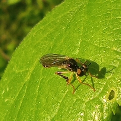 Dioctria lateralis