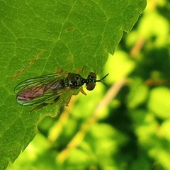 Dioctria lateralis