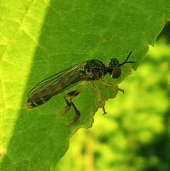 Dioctria lateralis