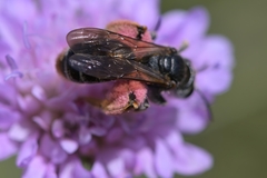 Andrena hattorfiana
