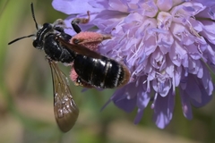 Andrena hattorfiana