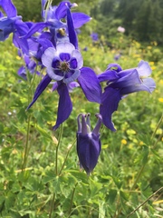 Aquilegia alpina