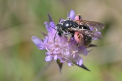 Andrena hattorfiana