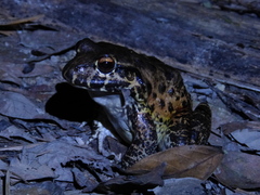 Leptodactylus labyrinthicus