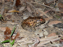 Leptodactylus labyrinthicus