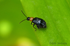 Luperomorpha
