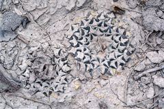 Ariocarpus kotschoubeyanus