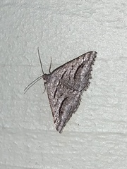 Macaria decorata