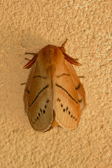 Philotherma rosa
