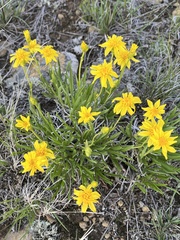 Stenotus armerioides