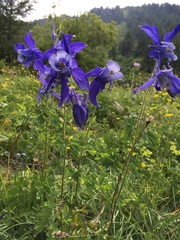 Aquilegia alpina