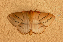 Philotherma rosa