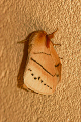 Philotherma rosa