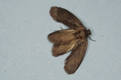 Cyclotorna