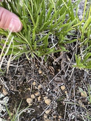 Stenotus armerioides