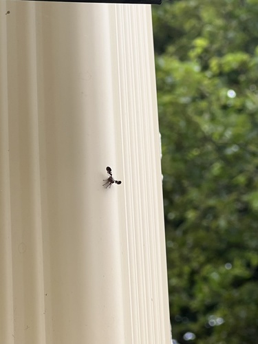 Photo of Common Picture-winged Fly (Delphinia picta)