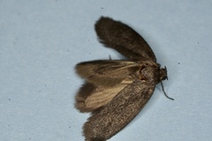Cyclotorna