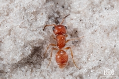Pseudomethoca torrida