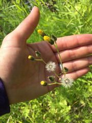 Pilosella piloselloides