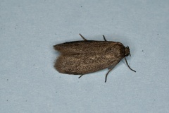 Cyclotorna
