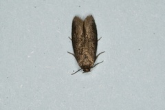 Cyclotorna