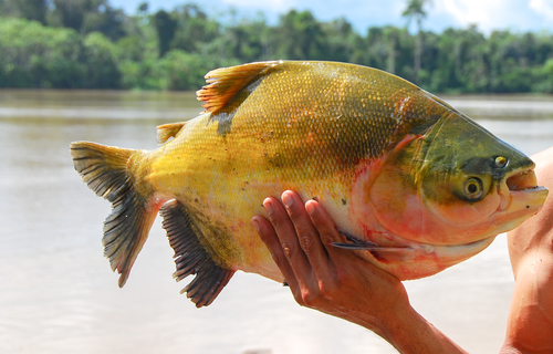 Tambaqui (Colossoma macropomum) — Serrasalmidae