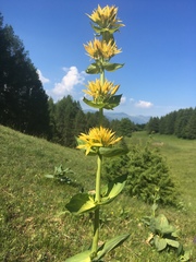 Gentiana lutea lutea