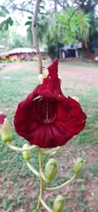 Kigelia