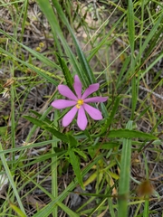 Sabatia gentianoides