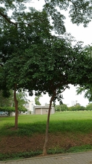 Psidium friedrichsthalianum