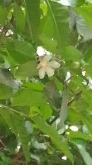 Psidium friedrichsthalianum