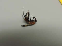 Pompilidae