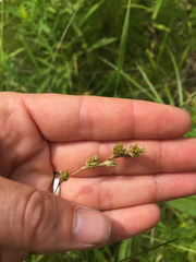 Carex tenera