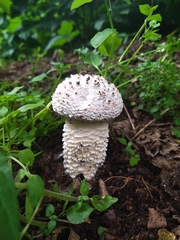 Saproamanita vittadinii