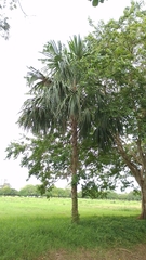 Sabal mauritiiformis