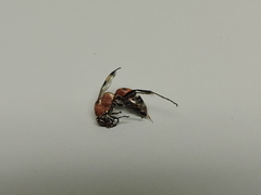 Pompilidae