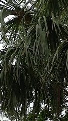 Sabal mauritiiformis