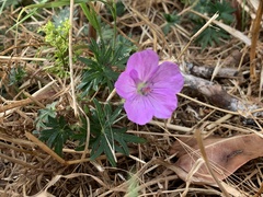Geranium oreganum