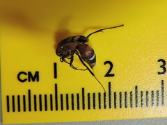 Pompilidae