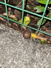 Camaena cicatricosa