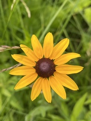 Rudbeckia hirta