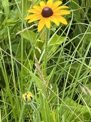 Rudbeckia hirta