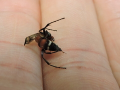 Pompilidae