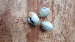 Tegillarca granosa