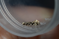 Nemapogon granella