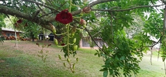 Kigelia
