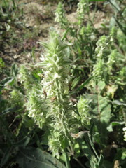 Stachys ocymastrum