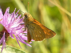 Ochlodes sylvanus
