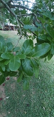 Kigelia
